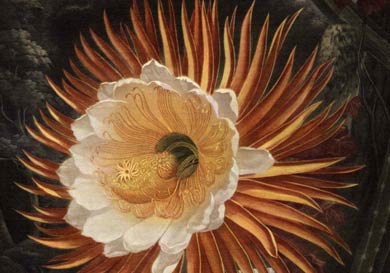 Историческая открытка с кактусом Selenicereus grandiflorus